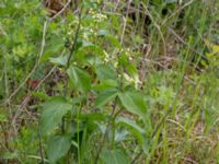 Vincetoxicum hirundinaria Hilleshögs dalar, Landskrona, Skåne, Sweden 20170602_0026