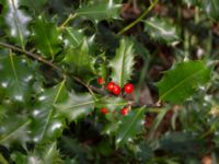 Ilex aquifolium Hällevik, Stenshuvud, Simrishamn, Skåne, Sweden 20200329_0047