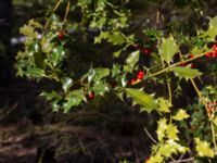 Ilex aquifolium Skäftekärr, Böda, Borgholm, Öland, Sweden 20160409_0285