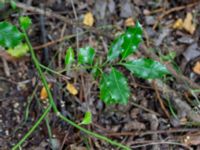 Ilex aquifolium Strandhem, Bunkeflo strandängar, Malmö, Skåne, Sweden 20190727_0014