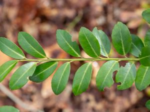 Ilex crenata - Japanese Holly - Japansk järnek