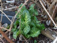 Arum italicum Lokstallarna, Malmö, Skåne, Sweden 20170325_0022