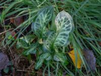 Arum italicum Lokstallarna, Malmö, Skåne, Sweden 20181020_0102