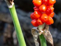 Arum maculatum Grusväg Krusegatan, Malmö, Skåne, Sweden 20190806_0046