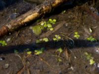 Lemna minor Husie mosse, Malmö, Skåne, Sweden 20140419_0157