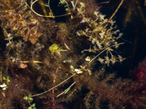 Lemna triscula - Ivy-leaved Duckweed - Korsandmat