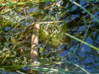 Lemna triscula Ravlunda skjutfält, Simrishamn, Skåne, Sweden 20160606_0200