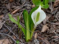 Lysichiton camtschatcensis Simlångsdalen, Halmstad, Halland, Sweden 20190514_0256