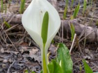 Lysichiton camtschatcensis Simlångsdalen, Halmstad, Halland, Sweden 20190514_0267