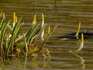 Orontium aquaticum - Goldenclub - Guldkolv