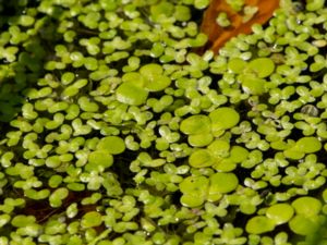 Spirodela polyrhiza - Greater Duckweed - Stor andmat