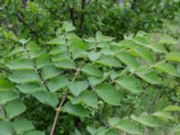 Aralia elata Pilgårdsvägen 22, Kvibille, Halmstad, Halland, Sweden 20220612_0037