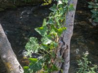 Hedera helix Krka National Park, Sibenik-Knin, Croatia 20170805_1852