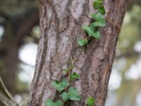 Hedera hibernica Strandbaden, Falsterbohalvön, Vellinge, Skåne, Sweden 20151017_0014