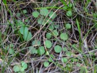 Hydrocotyle vulgaris Lärkesholmssjön, Örkelljunga, Skåne, Sweden 20180711_0166