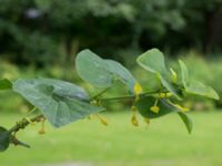 Aristolochia clematitis Västra Vrams kyrka, Tollarp, Kristianstad, Skåne, Sweden 20170719_0089