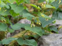 Aristolochia clematitis Västra Vrams kyrka, Tollarp, Kristianstad, Skåne, Sweden 20170719_0093