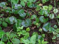 Asarum auropaeum Solliden, Malmö, Skåne, Sweden 20200711_0051