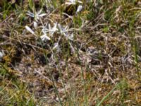 Anthericum liliago Kiviks marknadsplats, Simrishamn, Skåne, Sweden 20160606_0129