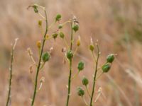 Anthericum liliago Mopsvägen, Simremarken, Trelleborg, Skåne, Sweden 20180620_0033