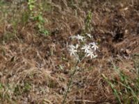 Anthericum ramosum Haclar, Turkey 20120625 019