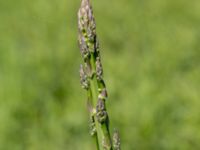 Asparagus officinalis Fuktängen, Klagshamns udde, Malmö, Skåne, Sweden 20170521_0047