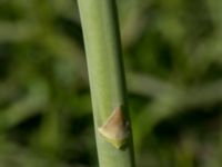 Asparagus officinalis Fuktängen, Klagshamns udde, Malmö, Skåne, Sweden 20170521_0048
