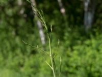 Asparagus officinalis Fuktängen, Klagshamns udde, Malmö, Skåne, Sweden 20170521_0049