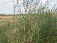 Asparagus officinalis Gessie ängar, Vellinge, Skåne, Sweden 20180905_15