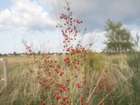 Asparagus officinalis Gessie ängar, Vellinge, Skåne, Sweden 20180905_20