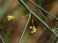 Asparagus officinalis Ulricedal, Malmö, Skåne, Sweden 20190705_0035