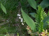 Convallaria majalis Flisberget, Ronneby, Blekinge, Sweden 20140608_0102