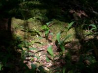 Convallaria majalis Stintorp, Söderköping, Östergötland, Sweden 20150705_0368