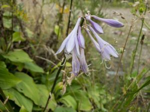 Hosta fortunei - Blomsterfunkia