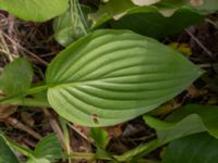 Hosta fortunei Djungelparken, Bunkeflostrand, Malmö, Skåne, Sweden 20220722_0024