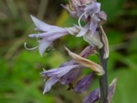 Hosta fortunei Djungelparken, Bunkeflostrand, Malmö, Skåne, Sweden 20220722_0031