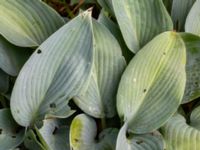 Hosta sieboldiana Finsbo, Båstad, Halland, Sweden 20210705_0004