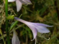 Hosta undulata Ulricedal, Malmö, Skåne, Sweden 20190705_0020