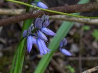 Hyacinthoides hispanica Jägersrovägen, Malmö, Skåne, Sweden 20210527_0048