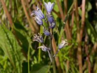 Hyacinthoides hispanica Klosterängshöjden, Lund, Skåne, Sweden 20150608_0039