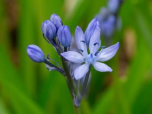 Hyacinthoides italica - Hyacinthoides italica - Italiensk klockhyacint