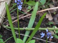 Hyacinthoides italica Ödetomterna, Bunkeflo strandängar, Malmö, Skåne, Sweden 20170413_0135