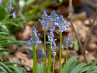 Hyacinthoides italica Bågskyttedungen, Ribersborg, Malmö, Skåne, Sweden 20230423_0059