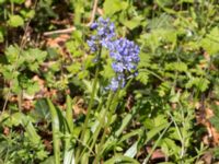 Hyacinthoides italica Hällevik, Simrishamn, Skåne, Sweden 20170506_0187