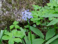 Hyacinthoides italica Hasseldal, Stenshuvud, Simrishamn, Skåne, Sweden 20190501_0066