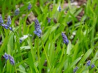 Hyacinthoides italica Nybergs dunge, Bunkeflo strandängar, Malmö, Skåne, Sweden 20170410_0081