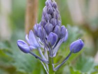 Hyacinthoides italica Nybergs dunge, Bunkeflo strandängar, Malmö, Skåne, Sweden 20170410_0092