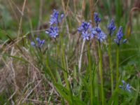 Hyacinthoides italica Sege by, Burlöv, Skåne, Sweden 20170414_0014