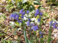 Hyacinthoides non-scripta Ödetomterna, Bunkeflo strandängar, Malmö, Skåne, Sweden 20170520_0001