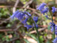 Hyacinthoides non-scripta Ödetomterna, Bunkeflo strandängar, Malmö, Skåne, Sweden 20170520_0002